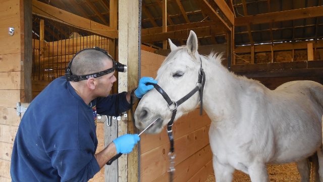 McCarthy Equine Dentistry